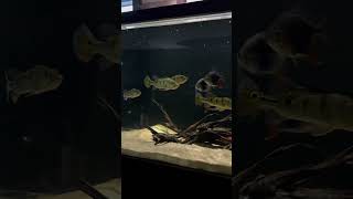 Peacock Bass Vlog 188 [upl. by Hallvard]