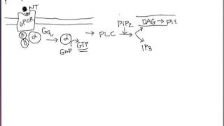 Phosphoinositide signaling cascade  memorization aid [upl. by Kenn]