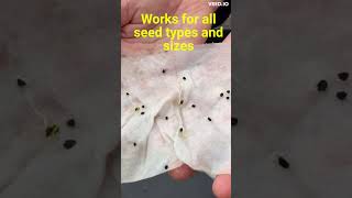 The BEST way Germinate Onion Seeds on Paper Towel [upl. by Rickard]