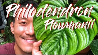 Philodendron Plowmanii Care and Propagation [upl. by Strephonn]