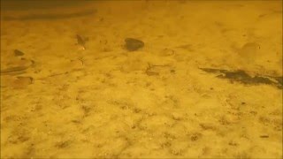 Corydoras oiapoquensis [upl. by Gerius339]