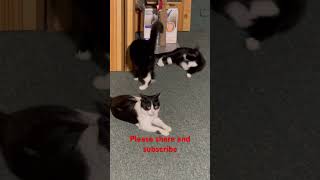 Cats are playingBy Bourret Vlogger [upl. by Ioved]