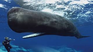 Sperm Whales Clicking You Inside Out — James Nestor at The Interval [upl. by Erlewine]