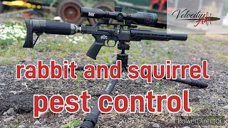 AIRGUN PEST CONTROL part 2 airgunshooter airrifle airgunning hunting airgunhunting [upl. by Joela]