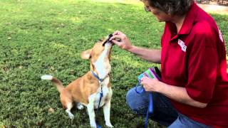 How to Train Herding Dogs  Dog Training Musts [upl. by Josee]