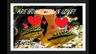 How to tell if your Cichlids are a Pair  Easy guide to fish courtship amp reproduction [upl. by Doig635]