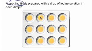 The starch amp amylase experiment [upl. by Domingo710]