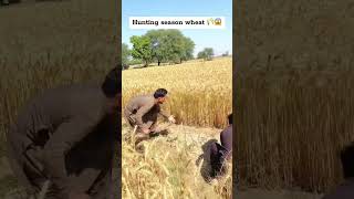 Hunting for badgers  Khatarnak janwar ka shikar 🦝😱 farmer hunting badger [upl. by Namzzaj]