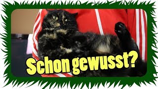 Katzen TRAGEN leicht gemacht  Die Meeries [upl. by Goebel710]