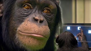 Chimp vs Human  Memory Test  BBC Earth [upl. by Idas]