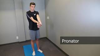 Pronator Stretch  Trouble with tasks like using a knife or turning your hand to pick up a cup [upl. by Pulsifer]