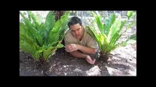 Birdnest Ferns ARE Tree Ferns [upl. by Columbus]