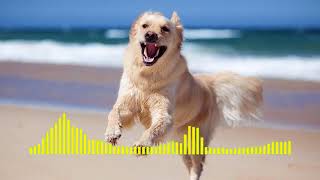 Dog Barking  Ringtone short [upl. by Lupe]