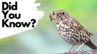 Things you need to know about SONG THRUSHES [upl. by Mas]