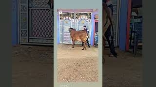 gircow sristi cow gircowfarming gircowmilkcapacity cowlover gircowghee available [upl. by Lionel]