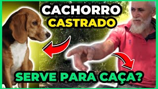 CACHORRO CASTRADO É BOM PARA CAÇA Respondendo a inscritos [upl. by Nagad]