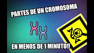 PARTES DE UN CROMOSOMA  EN 1 MINUTO  GENETOPICS [upl. by Mian]