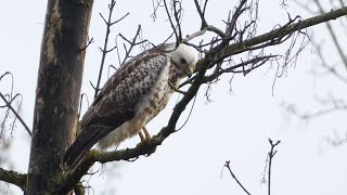 Buizerd Buzzard [upl. by Oos]