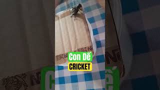 The crowing sticket is very energetic and ready to attack the opponent shorts cricket cricketlove [upl. by Daveta]