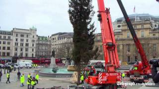 Trafalgar Square Christmas tree raised [upl. by Nnaoj]