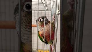 happy green cheek conure parrot dancing 😄 memes funny birds viral shorts youtubeshorts [upl. by Kensell]