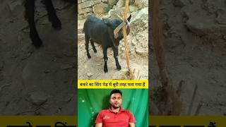 बकरे का सिंग पेड़ में बुरी तरह फस गया हैं 😭🤔 shorts goat goatshorts shortvideo viralvideo [upl. by Yseult]