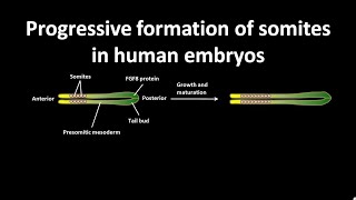 Progressive formation of somites in human embryos [upl. by Warner]