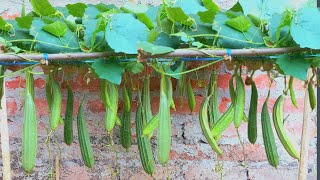 Grow organic Ridge gourdluffa on the banaspati in used recycling piece of pipe  growing Luffa [upl. by Neyu]