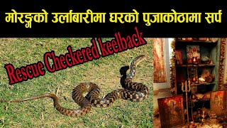 Checkered keelback snake Rescue urlabari  water snake dhode sarpa urlabari home temple room [upl. by Riggins]