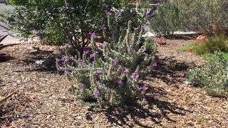 How to grow Emu Bush Summertime Blue [upl. by Almeda389]