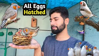 zebra finches k sab anday hatch ho gye  diamond dove k chicks b bary ho rehy hain 🤩 [upl. by Sidran221]