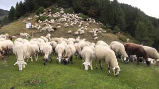 1000 Sheep in Andorra [upl. by Lonergan]