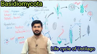 86 Basidiomycota  Life cycle of ustilago Loose smut of Wheat  Fsc biology class 11 [upl. by Asor]