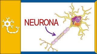 NEURONAS  histología partes funciones y clasificación  Ep 1 [upl. by Tarsus]