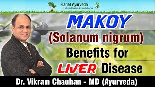 Makoy Solanum nigrum  Benefits for Liver Disease [upl. by Siekram]