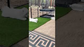 Leap frogging Bichon bichonfrise puppy leapfrog cute cutepuppies cutepuppiesvideo [upl. by Dupaix464]