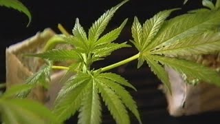 Recreational marijuana in Ohio Changes proposed before Issue 2 takes effect December 7 [upl. by Wilburt]