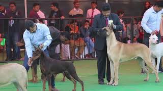 Dog Show In India  Great Dane  Doggo Argentino  Scoobers [upl. by Neddra831]