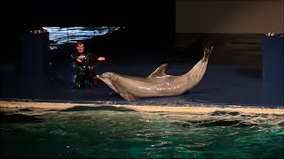 Dolfinarium Netherlands FULL SHOW [upl. by Pip]