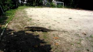 Indonesia Monitor Lizard [upl. by Nyret]