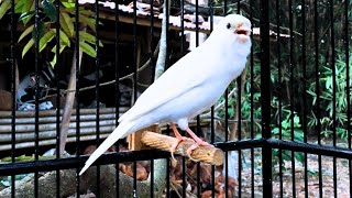 Waterslager Canary Singing Training [upl. by Vinson910]