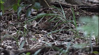 BlackBreasted Buttonquail at Inskip Point Jul 2024 [upl. by Gnen]