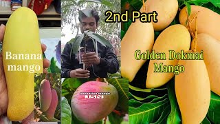 parsimon mango  pusa suriya mango  pink gowen mango  all fruit plant nursery [upl. by Nosnor650]