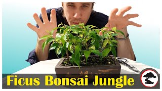 Pruning my Ficus Benjamina Bonsai Forest [upl. by Nnire]