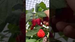 Memetik raspberry farming fruit greenscreen short shorts [upl. by Ardnuhs]