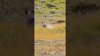 Wild Reindeer Running Through a Lake [upl. by Eehc889]