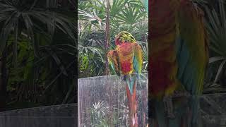 Look at him what a beautiful fyp parrot bird wildanimals pet bird birdlover [upl. by Enialedam]