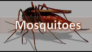 How to identify Mosquitoes  Anopheles Culex Aedes and Mansonia spp Medical Entomology [upl. by Leroj]