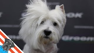 Westie grooming guide  My favourite dog [upl. by Rap]