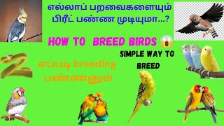 இன்னும் உங்கள் பறவை breed ஆகவில்லையா இந்த வீடியோ உங்களுக்காக  breeding tips and tricks  in Tamil [upl. by Celine]